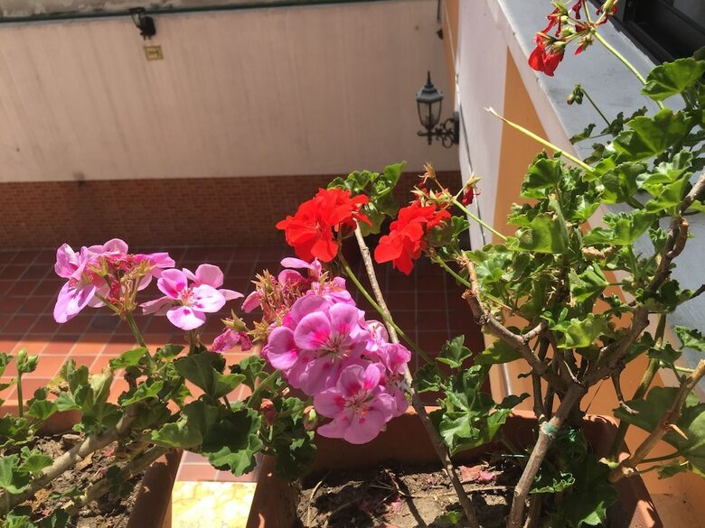 Hotel Mediterr�neo Quito