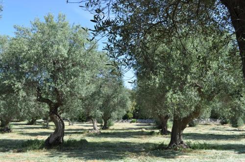 Agroturismo Masseria Costanza