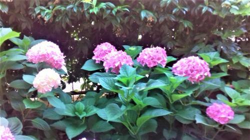 Bed & Breakfast Hotel Barbiani
