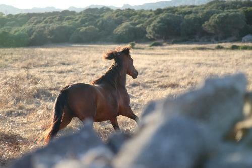 Bed & Breakfast A Loghja Di Cavallo Morto