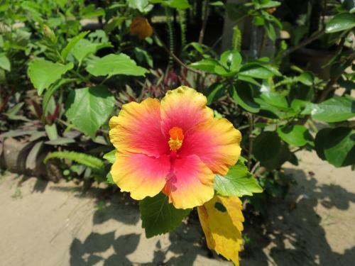 Bed & Breakfast Bangbaobeach Resort
