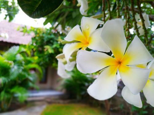 Hostal Angga Guest House