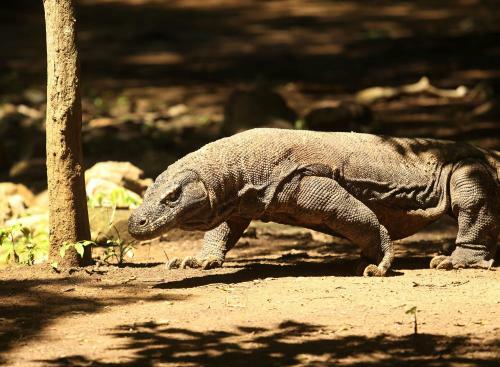 Alila Purnama - Komodo