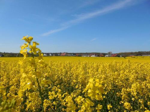 Apartamento Bungalow Nr_2 Bei Wismar _ Ostsee