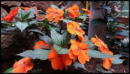 Hostal Pousada Nascer Do Sol