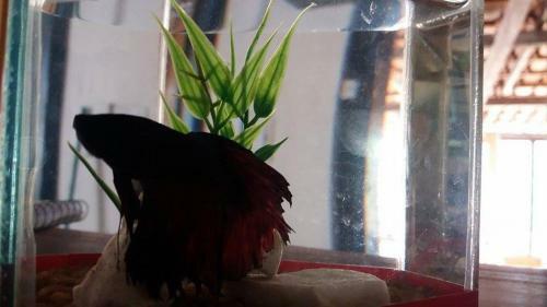 Hostal Pousada Nascer Do Sol