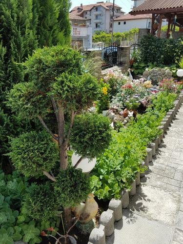 Hostal Guest House Denitsa