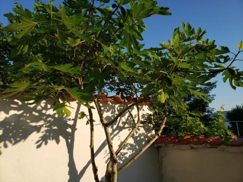 Hostal Guest House