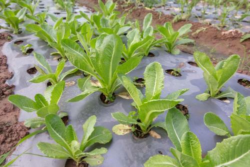 Amarak Farm