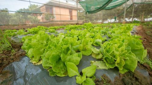 Amarak Farm