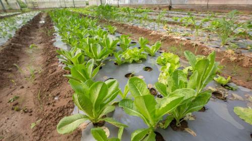 Amarak Farm