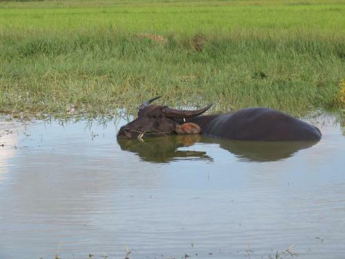 The Siem Reap Countryside Homestay