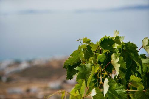 Aenaos Villa, Tinos