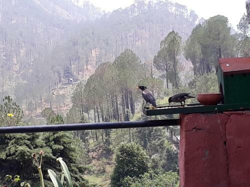 Bhowali Homestay