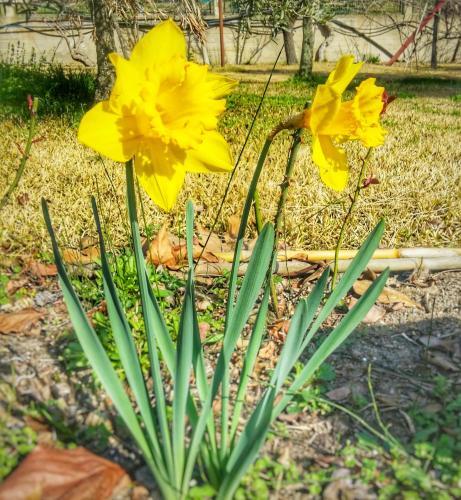 Apartamento Blooming Memories