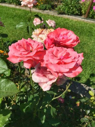 Apartamento Blooming Memories