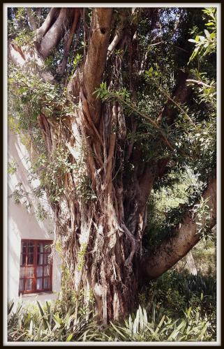 Bed & Breakfast President Paul Kruger Guest Lodge