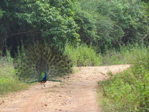 Sarath Home Stay And Safari