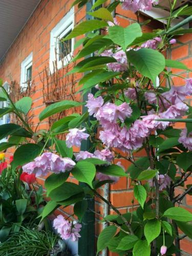 Apartamento Hotel Nadejda