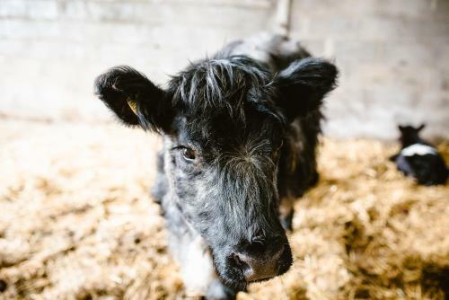 Bed & Breakfast Bondcroft Farm
