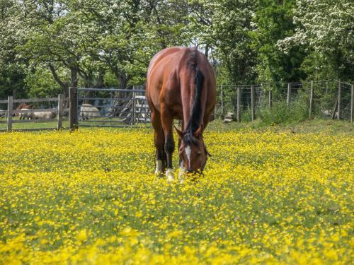 Daisy's Holiday Cottage, Skipton