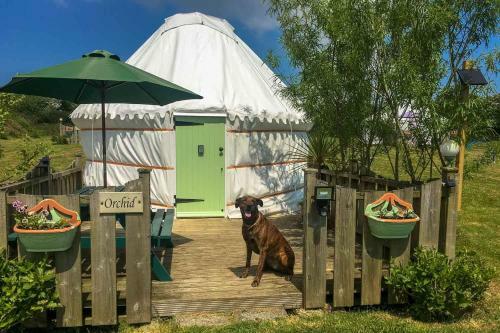 Orchid Yurt