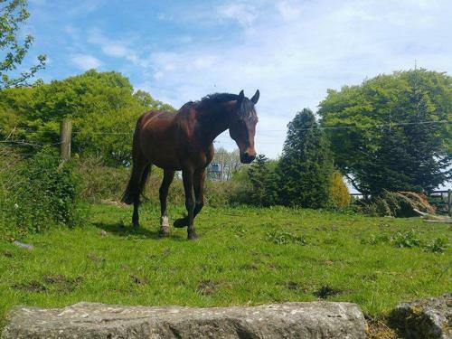 Dartfordleigh B&B