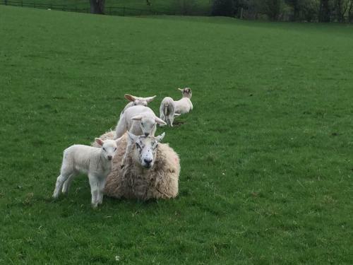 Firs Farm B&B
