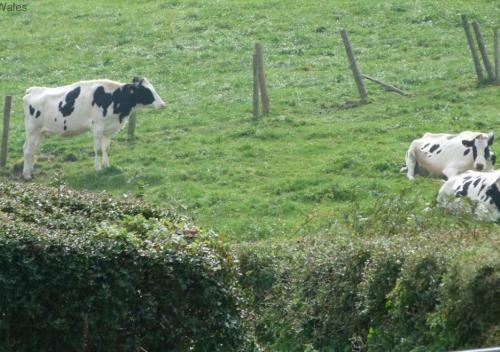 Hen Ysgubor