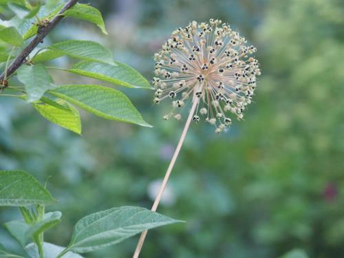 Hostal Antica B & B Samarkand