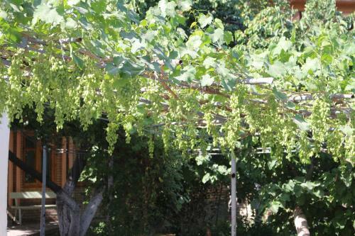 Hostal Antica B & B Samarkand