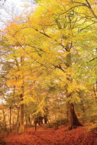 Best Western Hotel St Pierre