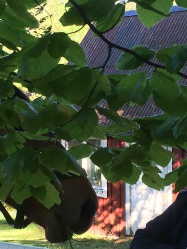 Bed & Breakfast Skummesl�v B & B