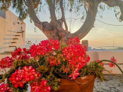 Agroturismo Paros Pounta Sea View Villa