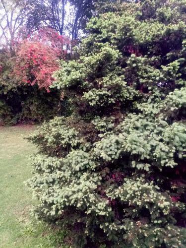 La Gardenia Bed & Breakfast