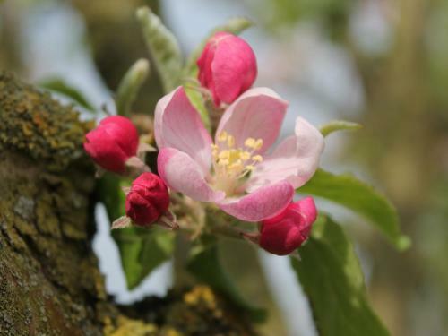 Comfy Farmhouse In Brusow With Garden