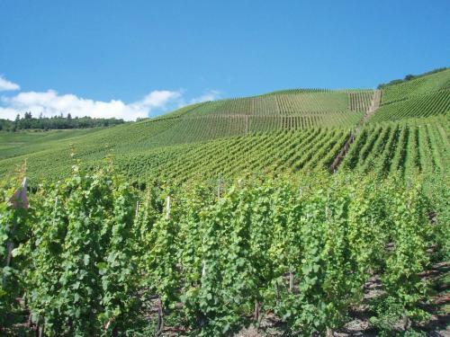 Luxurious Apartment In Kinheim In Idyllic Vineyards