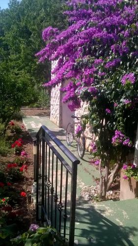 Hostal Guest House Neda