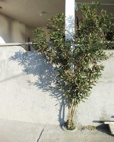 Apartment Metajna 525b