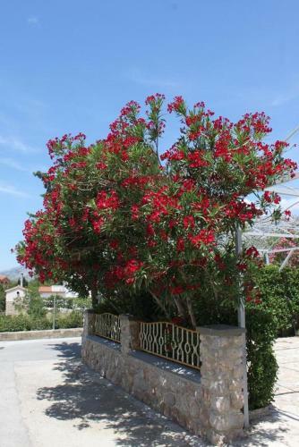 Apartment Starigrad 6591b