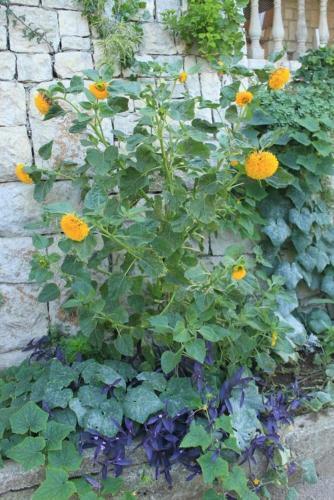 Hostal Twin Room Ubli 991c