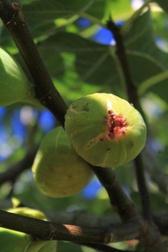 Apartments With A Parking Space Ugljan - 8430
