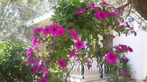 Apartment Umag 11488a