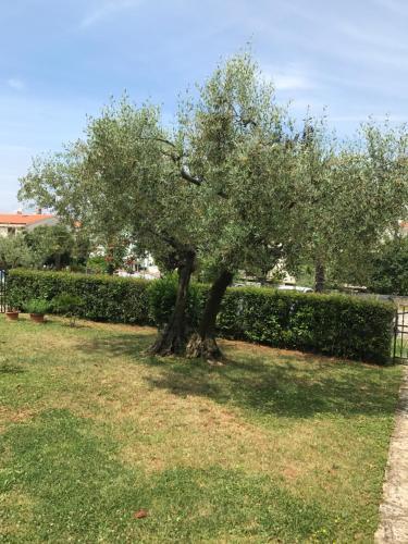 Apartment Branka
