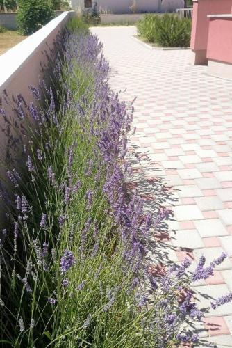 Apartment Privlaka 14465b