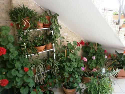 Apartments Jasmina