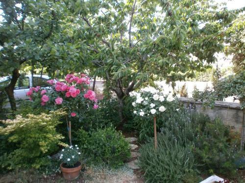 Apartments Jasmina
