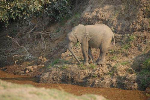 Lodge Zikomo Safari