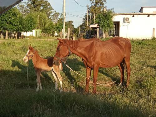Albergue Cazartes-puma