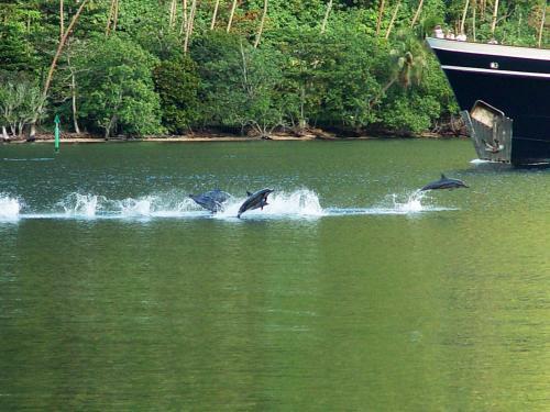 Robinson's Cove Villas - Deluxe Wallis Villa